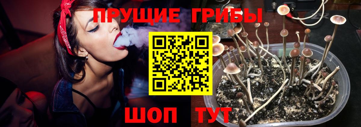 Карачаевск  где купить наркоту  Вход с VPN  Псилоцибиновые грибы мухоморы 