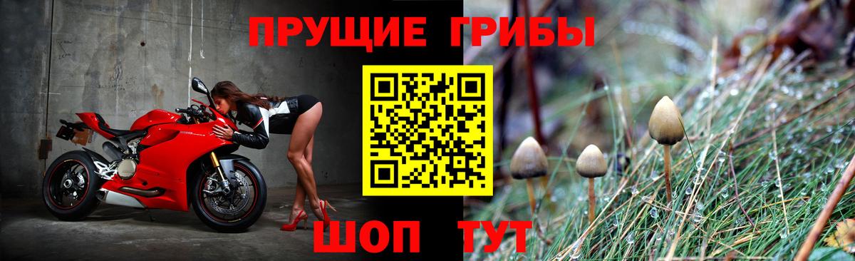 Псилоцибиновые грибы GOLDEN TEACHER Карачаевск